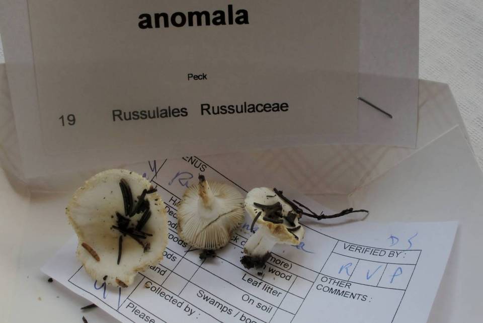 Russula anomala image