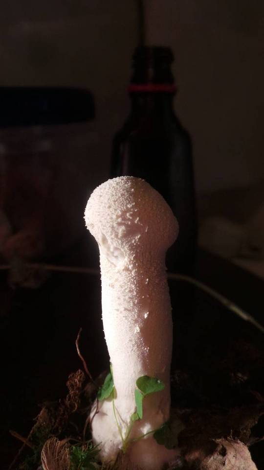 Calvatia elata image