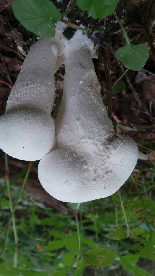 Calvatia elata image