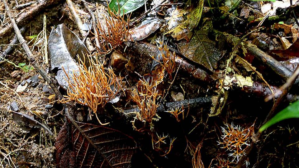 Lachnocladium schweinfurthianum image