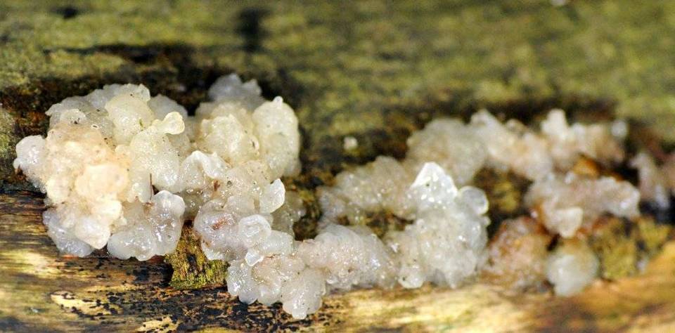 Exidia thuretiana image