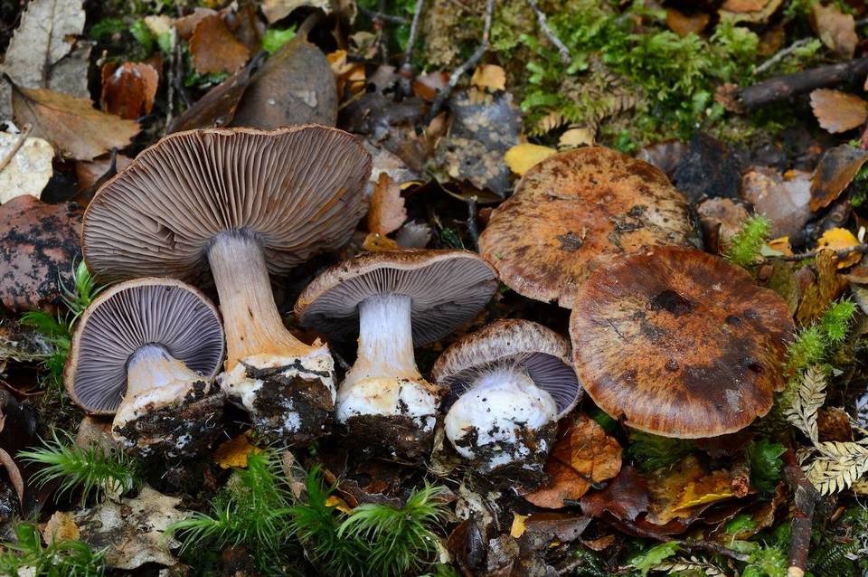 Cortinarius singularis image