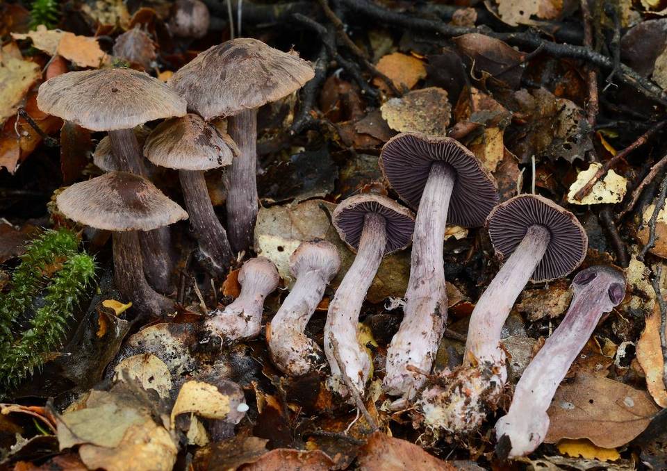 Cortinarius carbonellus image