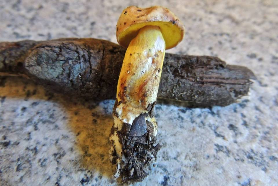 Aureoboletus gentilis image