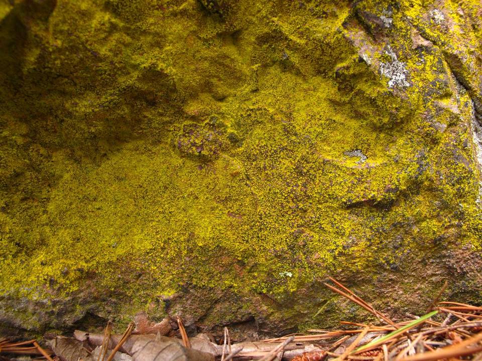 Chrysothrix insulizans image