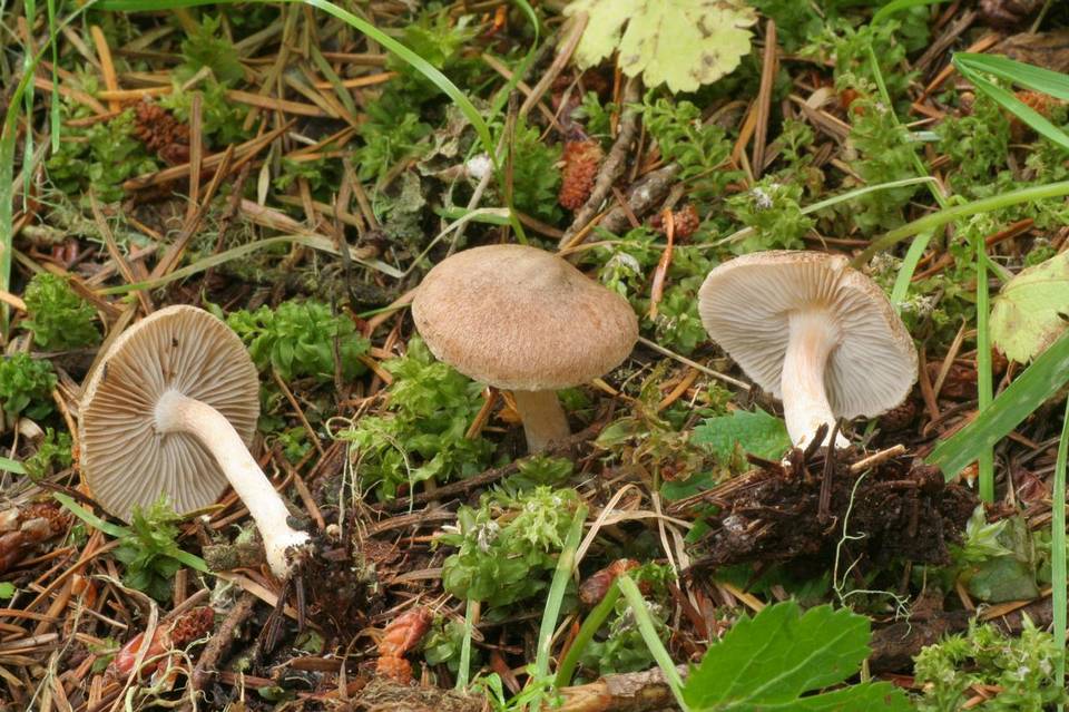 Inocybe phaeocystidiosa image