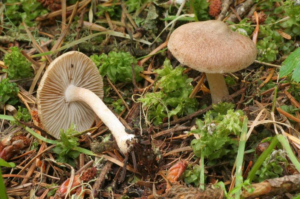 Inocybe phaeocystidiosa image