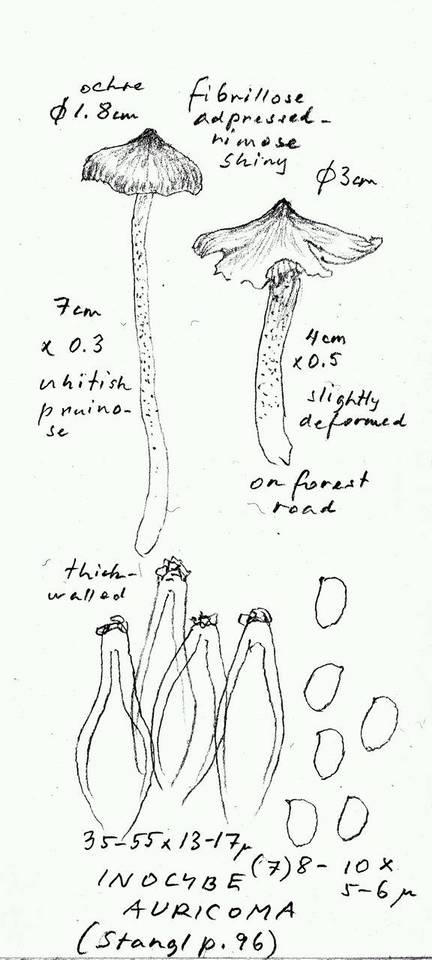 Inocybe auricoma image