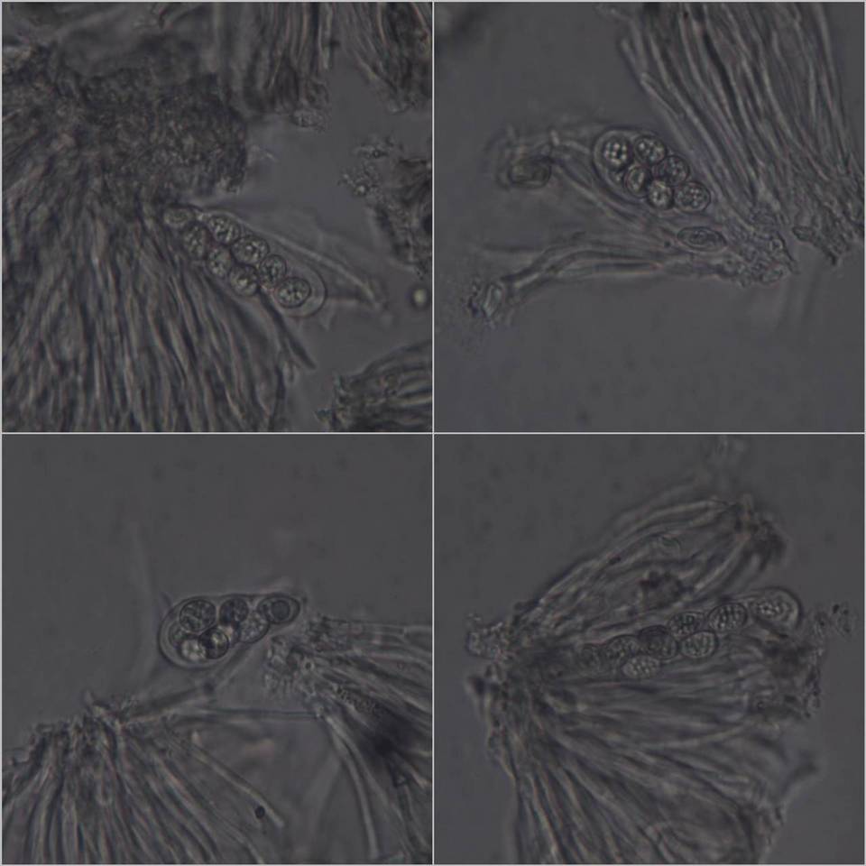 Collema occultatum image