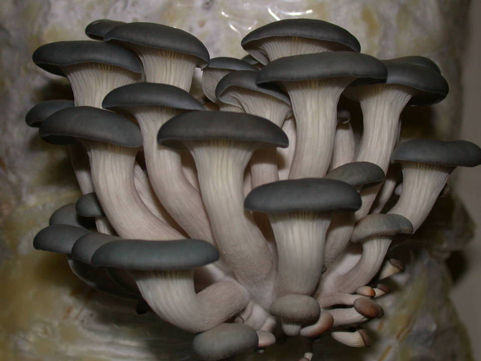 Pleurotus columbinus image