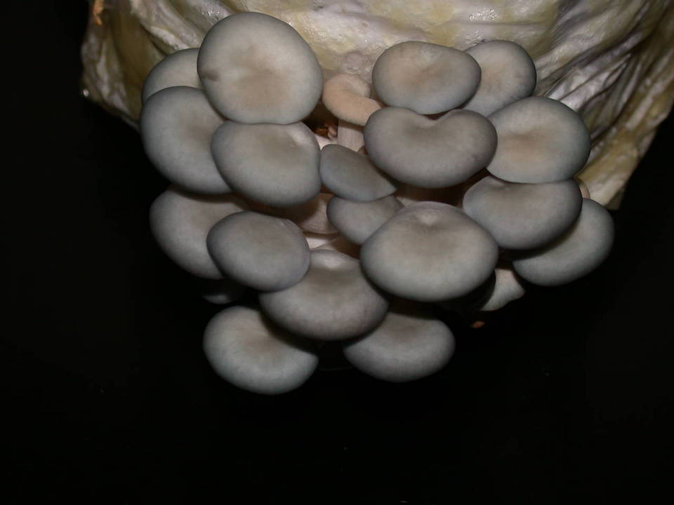 Pleurotus columbinus image