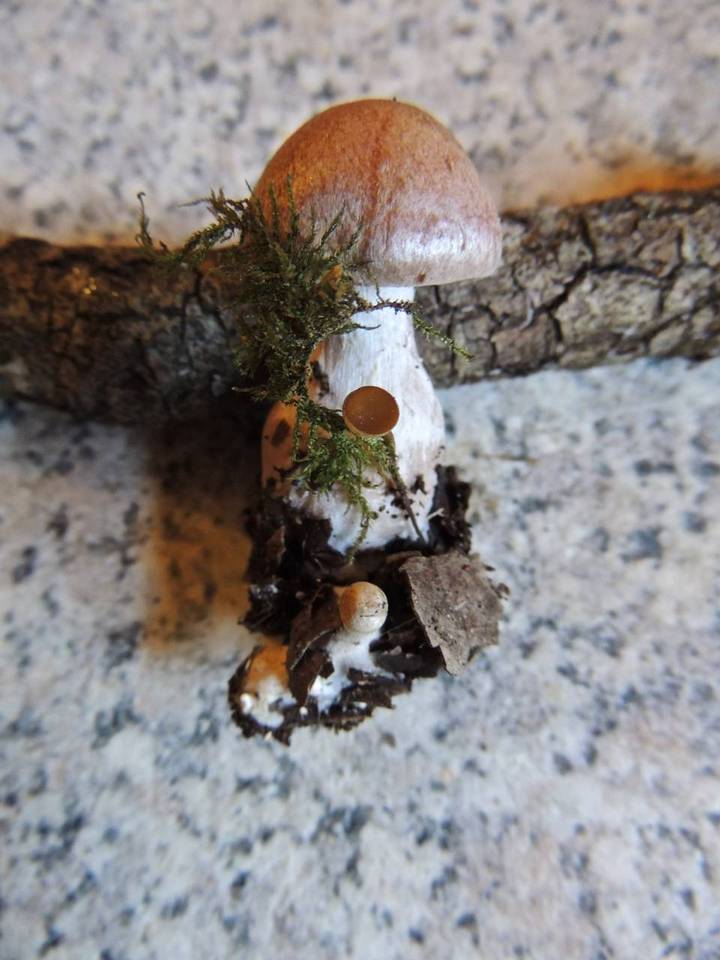 Cortinarius dicolor image