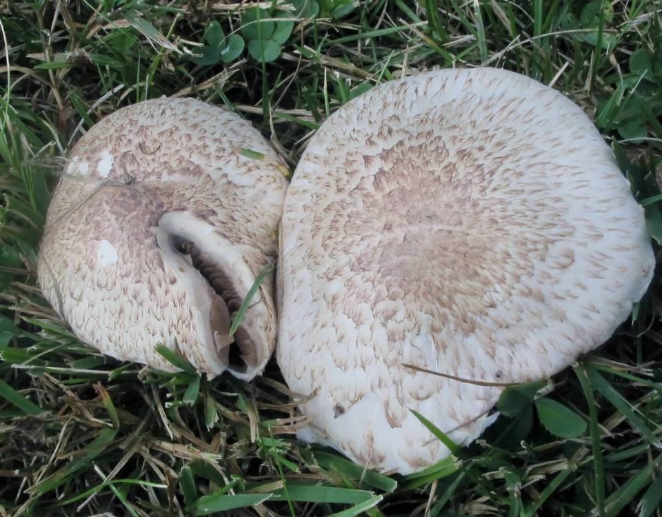 Agaricus porphyrocephalus image