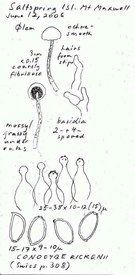 Conocybe rickenii image
