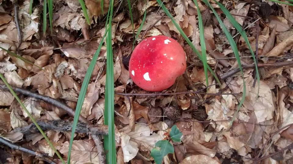 Russula rhodopus image