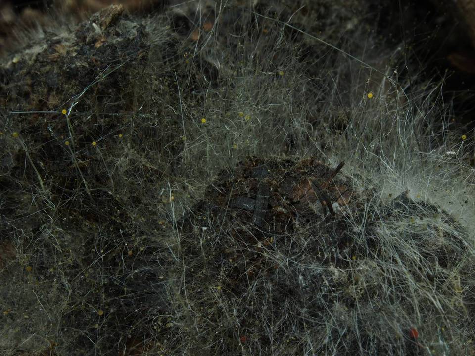 Pilaira anomala image