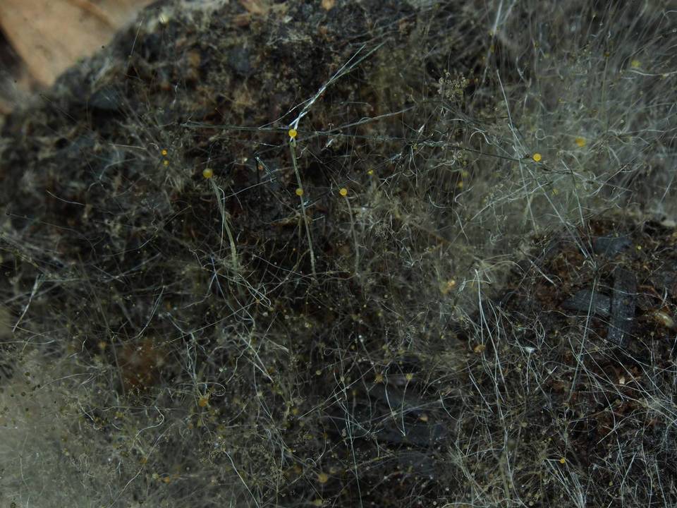 Pilaira anomala image