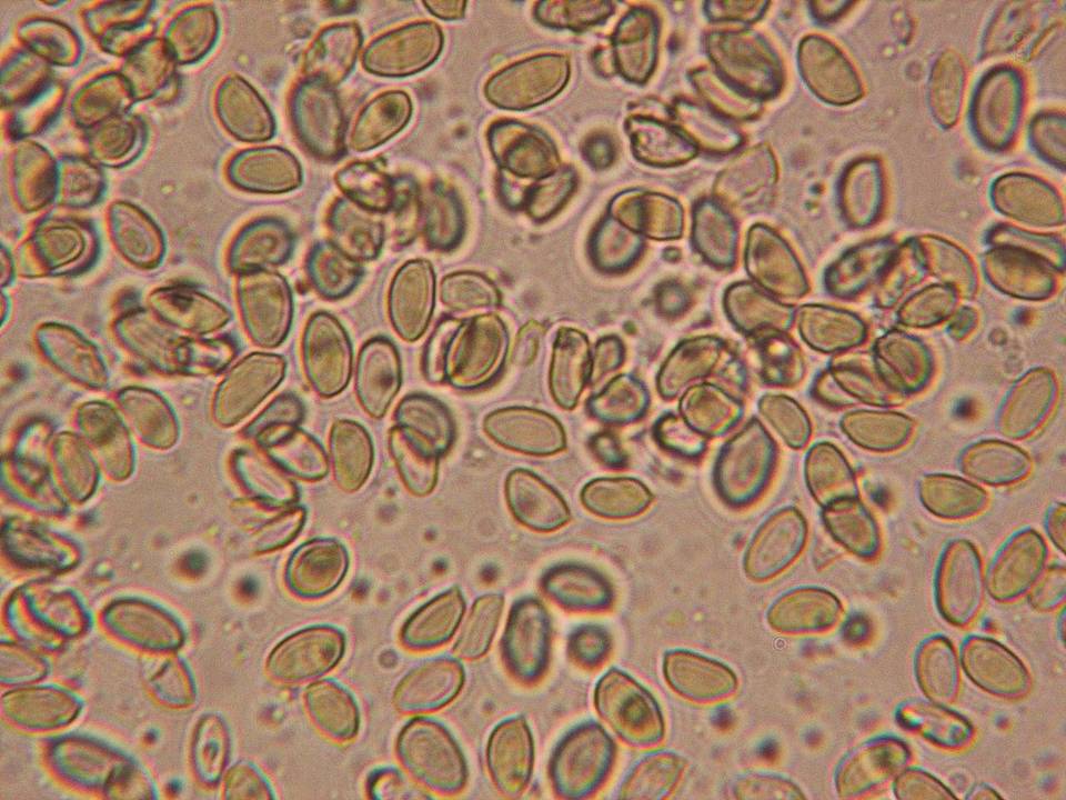 Hebeloma candidipes image