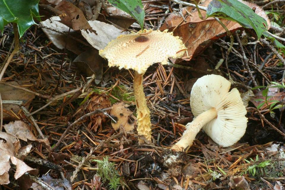 Lepiota ventriosospora image