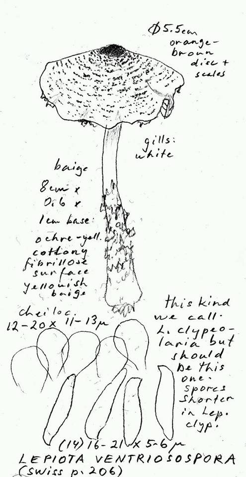 Lepiota ventriosospora image
