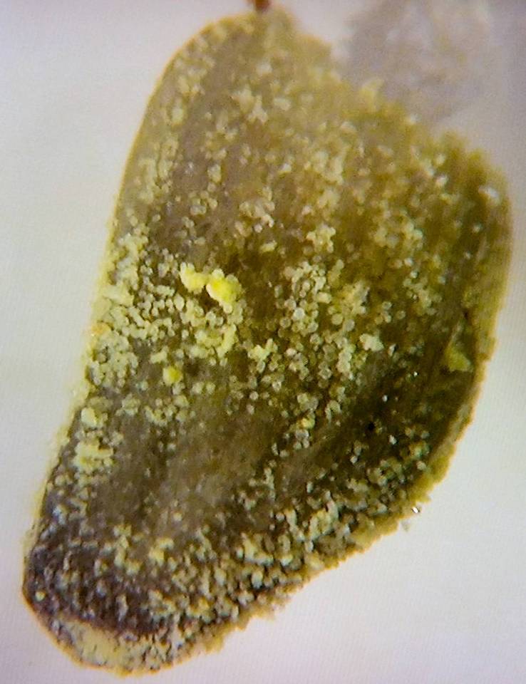 Mycena chloroxantha var. appalachienensis image