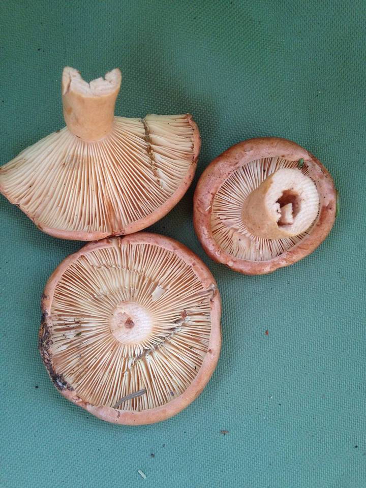 Lactarius mucidus var. mucidioides image