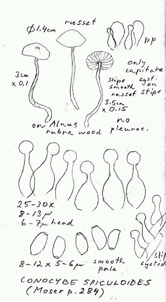 Conocybe spiculoides image