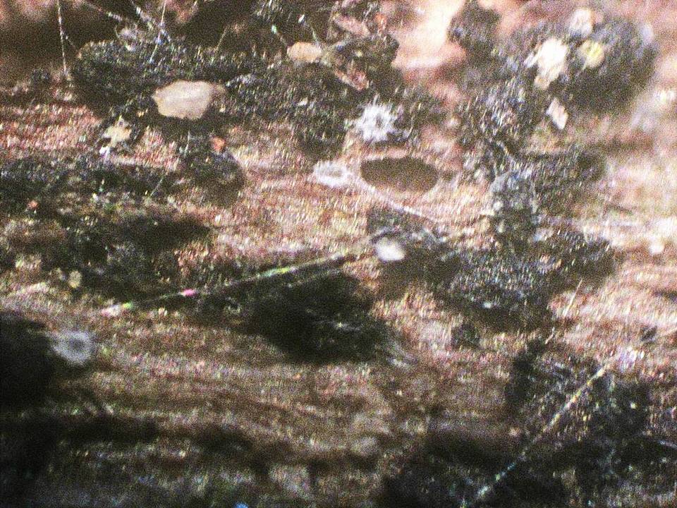 Herpotrichia macrotricha image