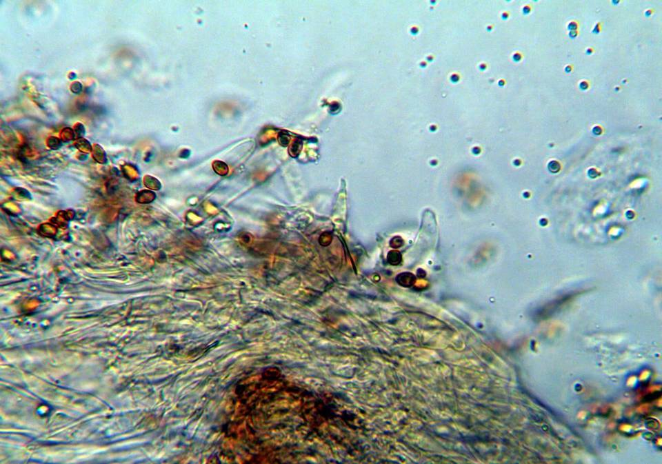 Gymnopilus underwoodii image