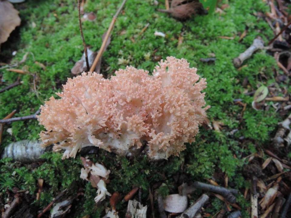 Ramaria rubrievanescens image