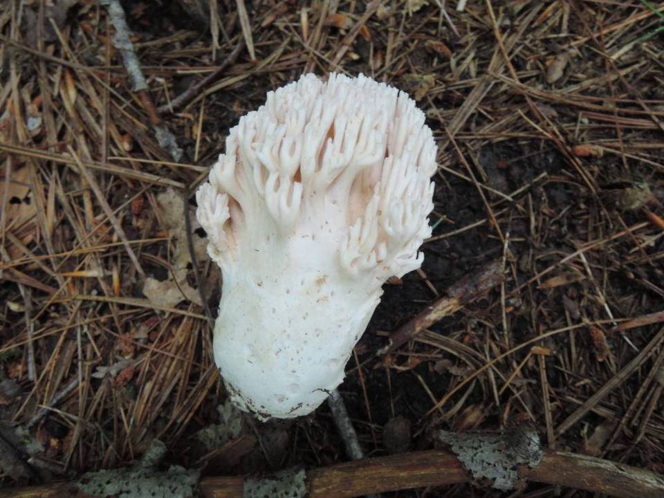 Ramaria cinereocarnea image