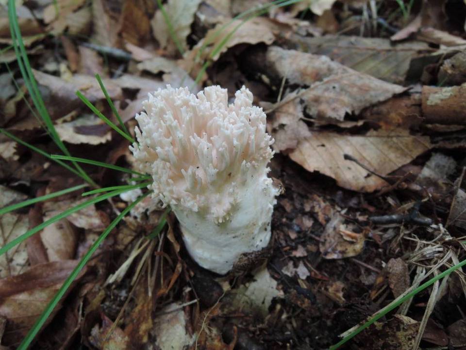 Ramaria cinereocarnea image