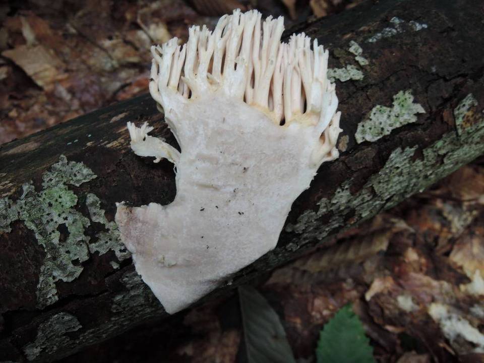Ramaria cinereocarnea image