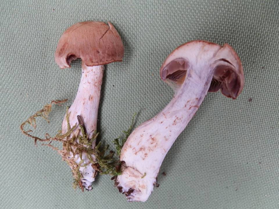Cortinarius dionysae image