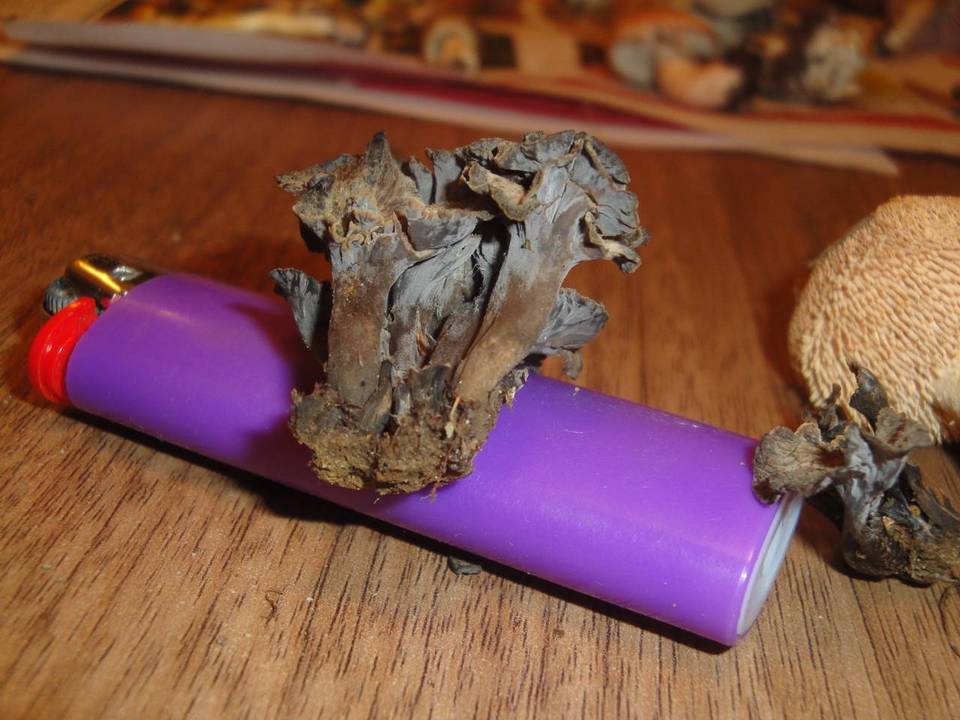 Pseudocraterellus calyculus image