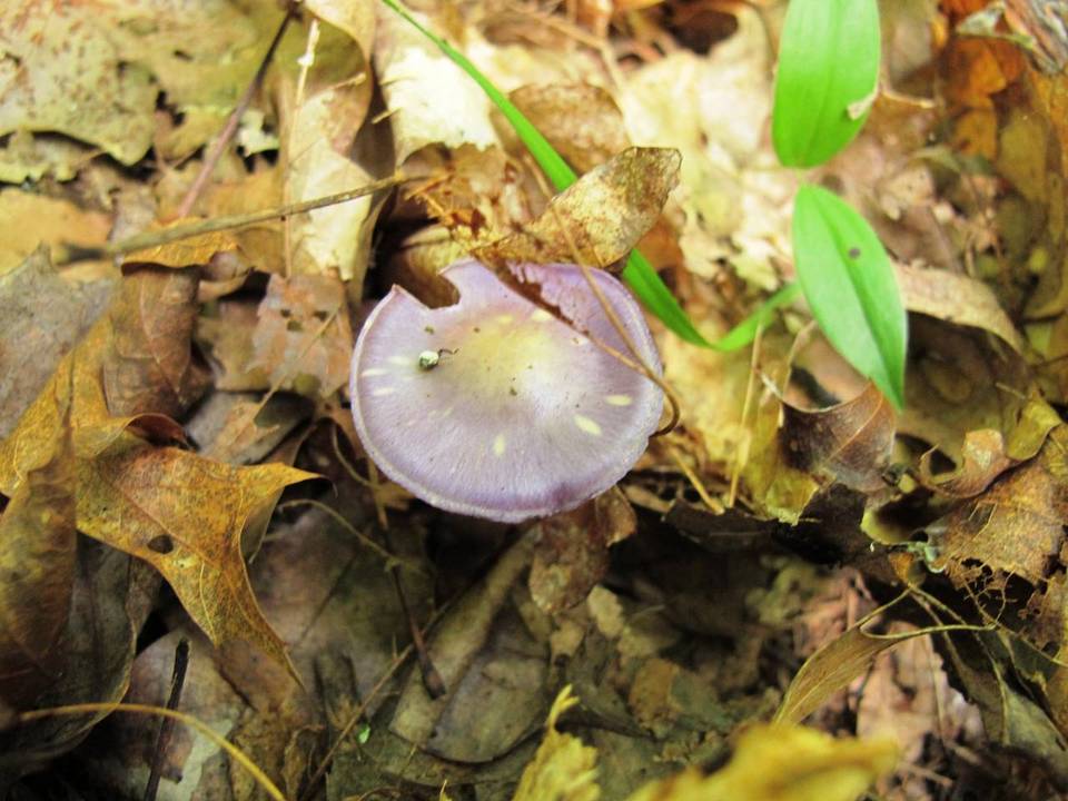 Cortinarius iodeoides image