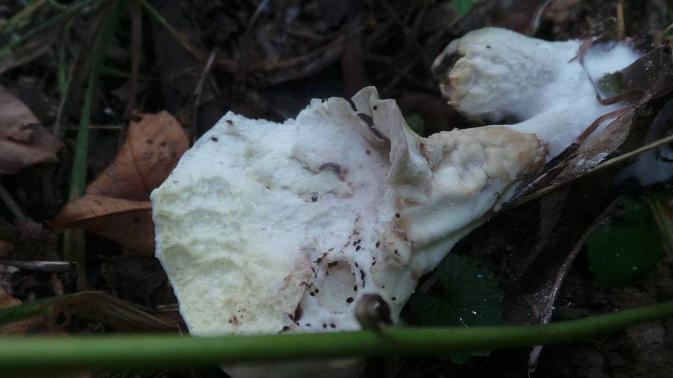 Calvatia elata image