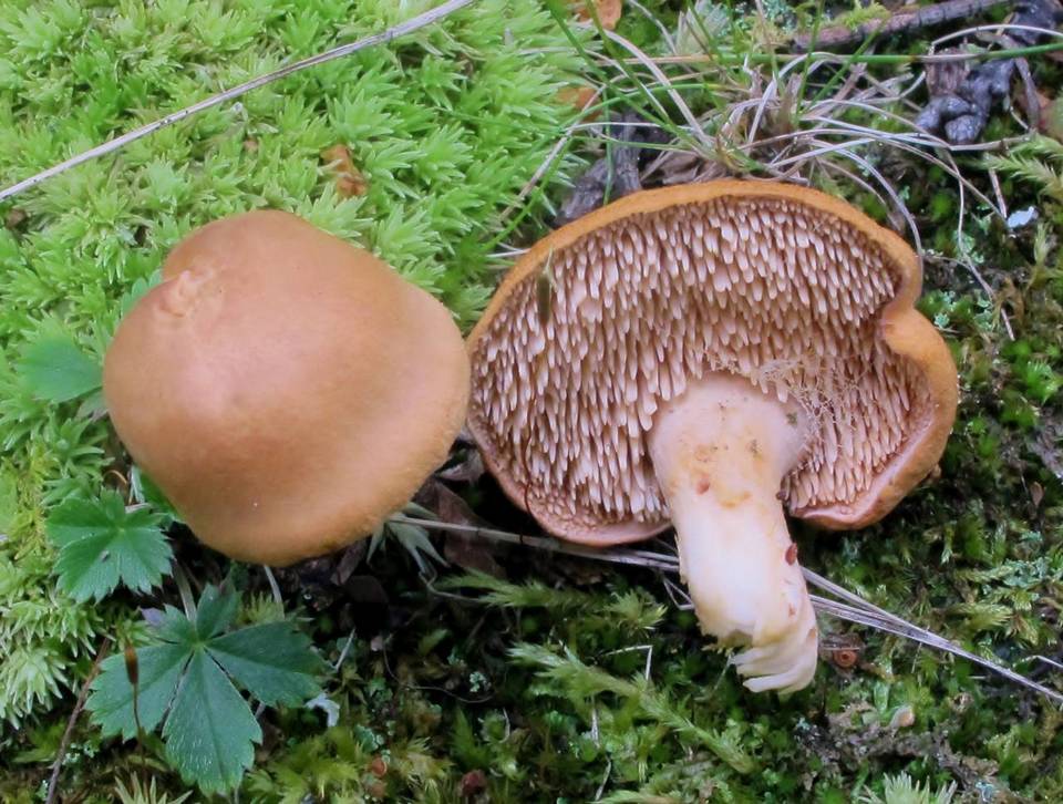 Hydnum subrufescens image