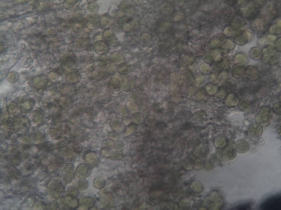 Fuscidea cyathoides var. cyathoides image