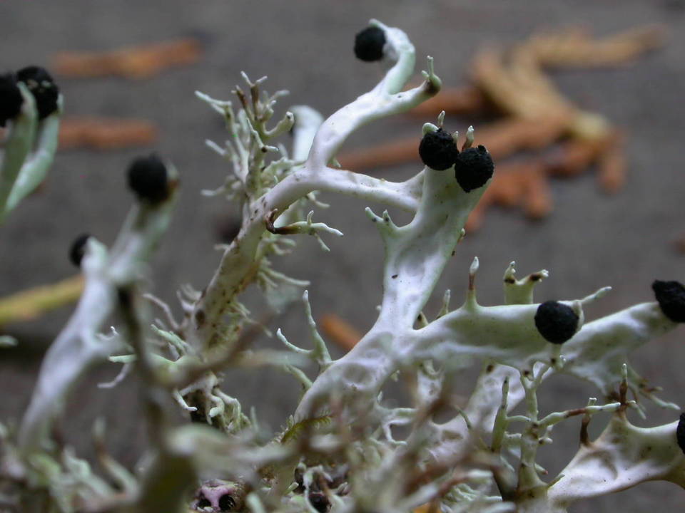 Bunodophoron melanocarpum image
