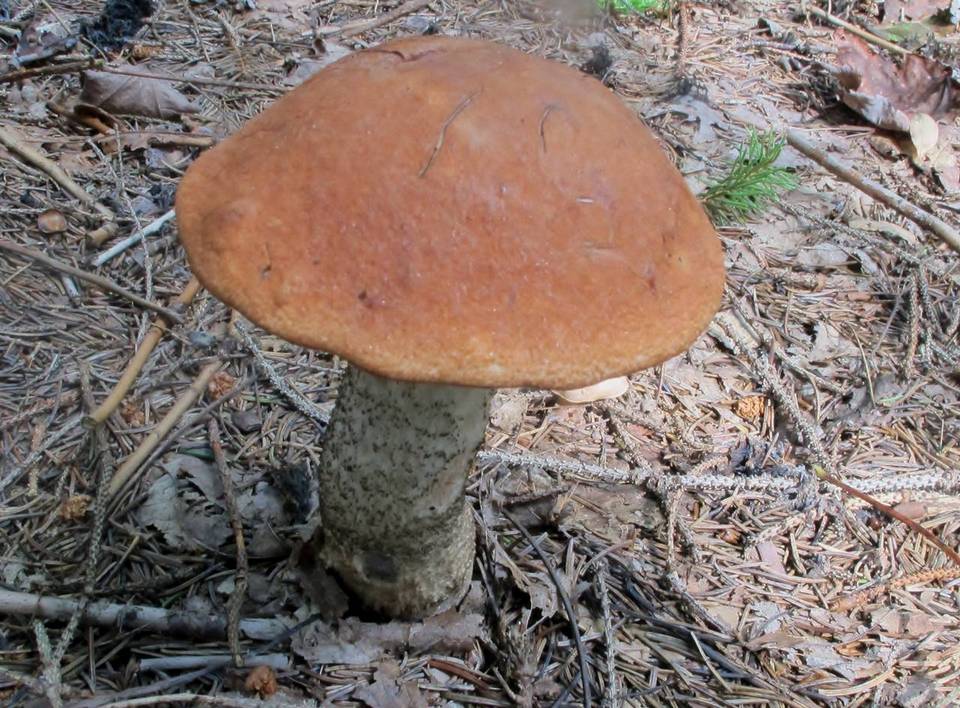 Leccinum piceinum image