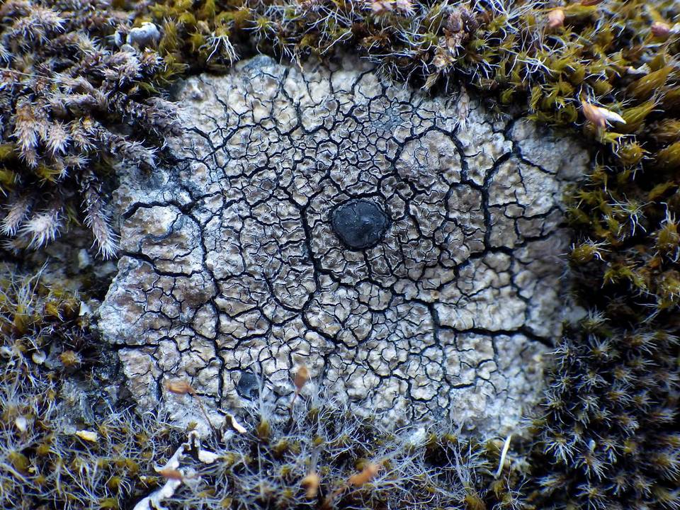 Fuscidea cyathoides var. cyathoides image