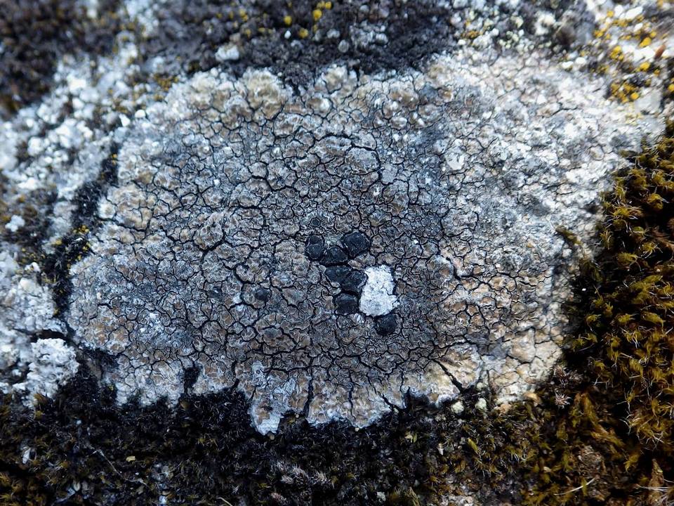Fuscidea cyathoides var. cyathoides image
