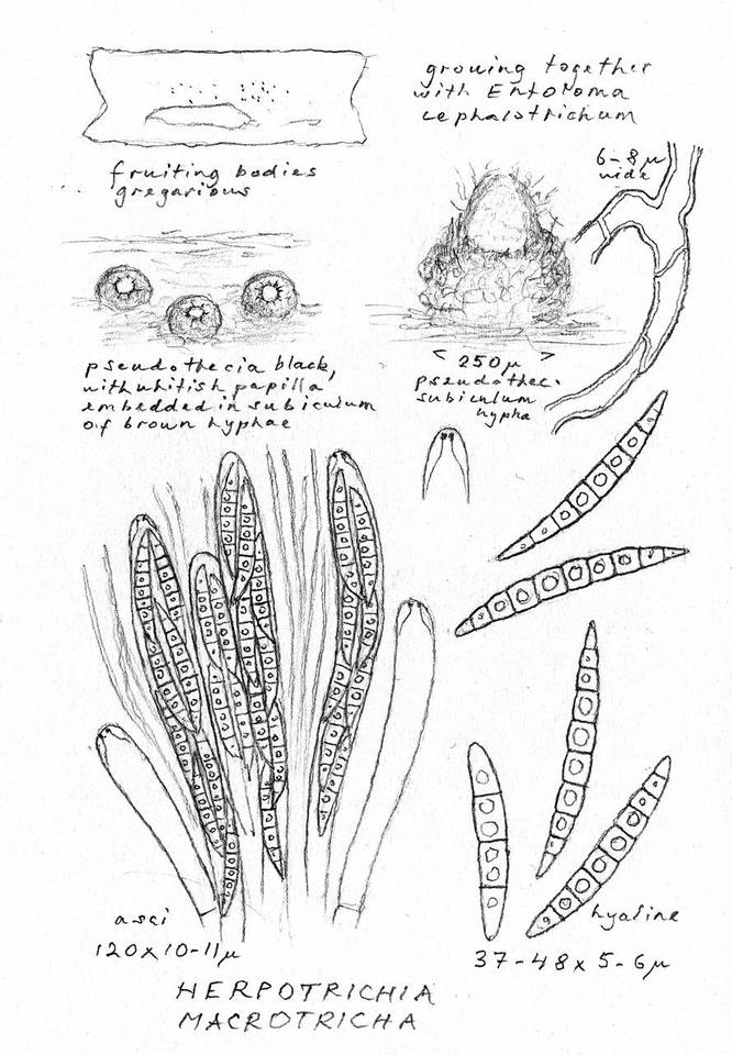 Herpotrichia macrotricha image