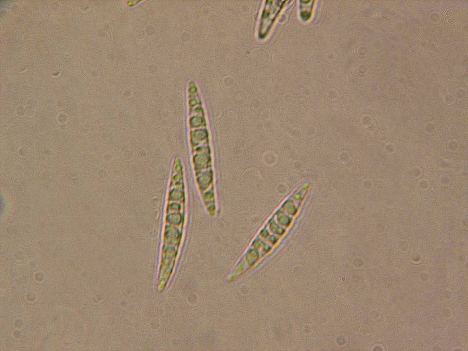Herpotrichia macrotricha image