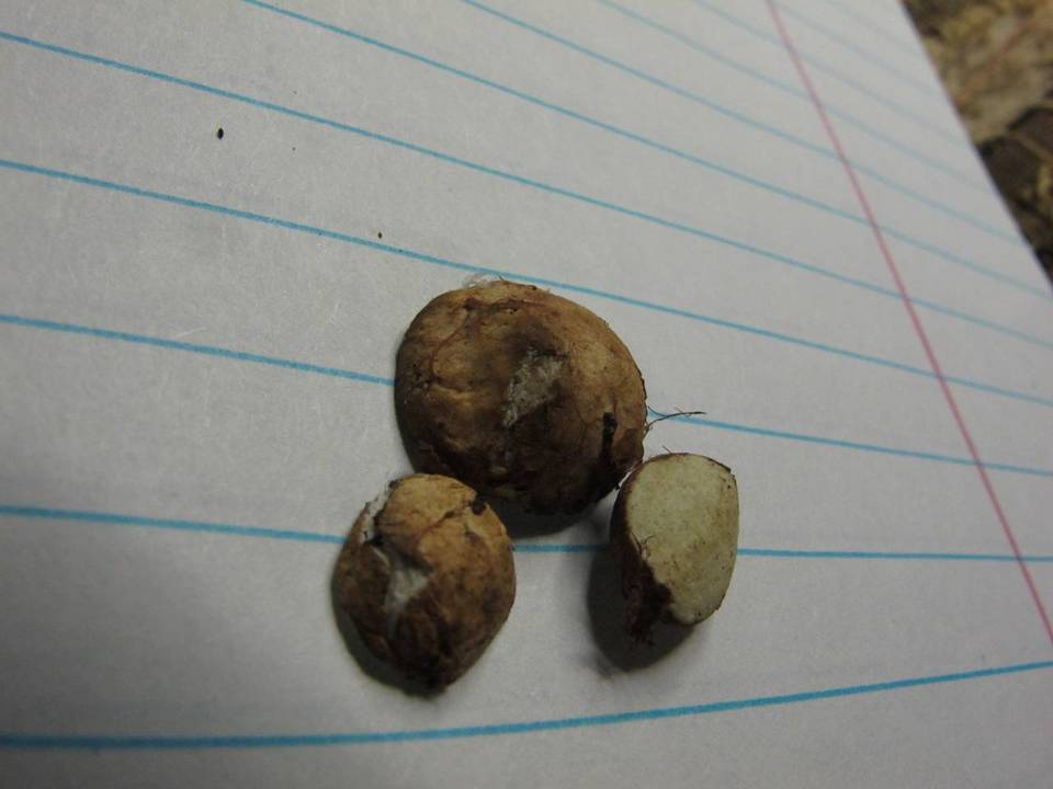 Rhizopogon bacillisporus image