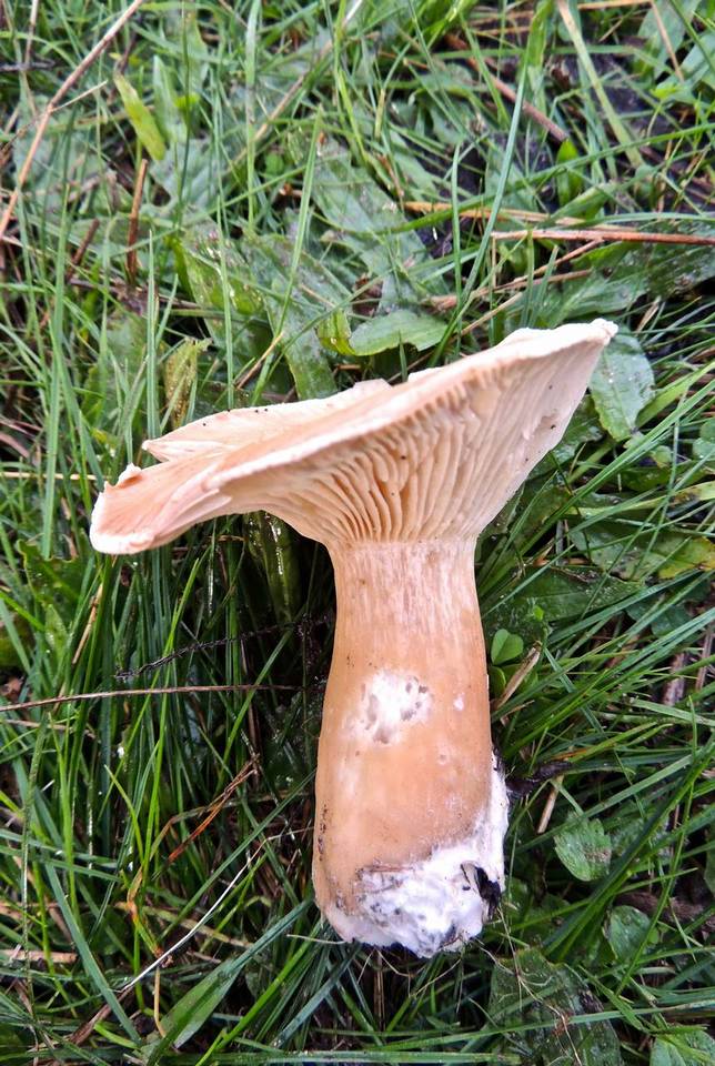 Infundibulicybe geotropa image