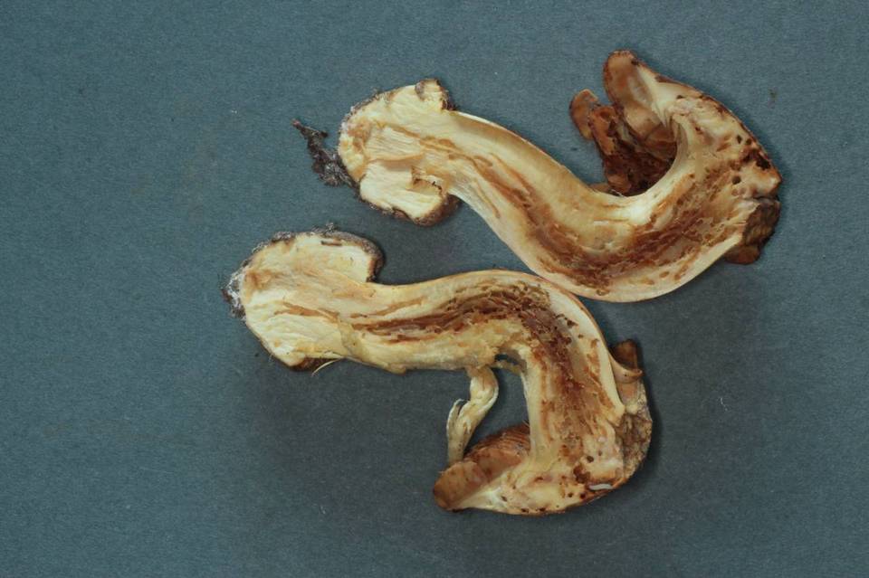 Cortinarius elegantior image