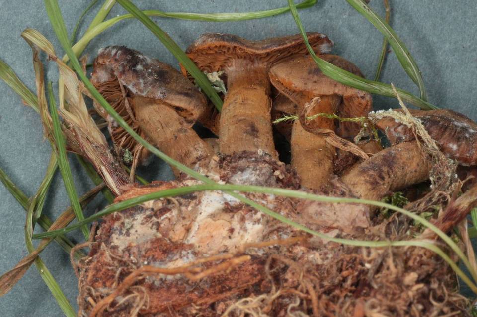 Cortinarius paragaudis image