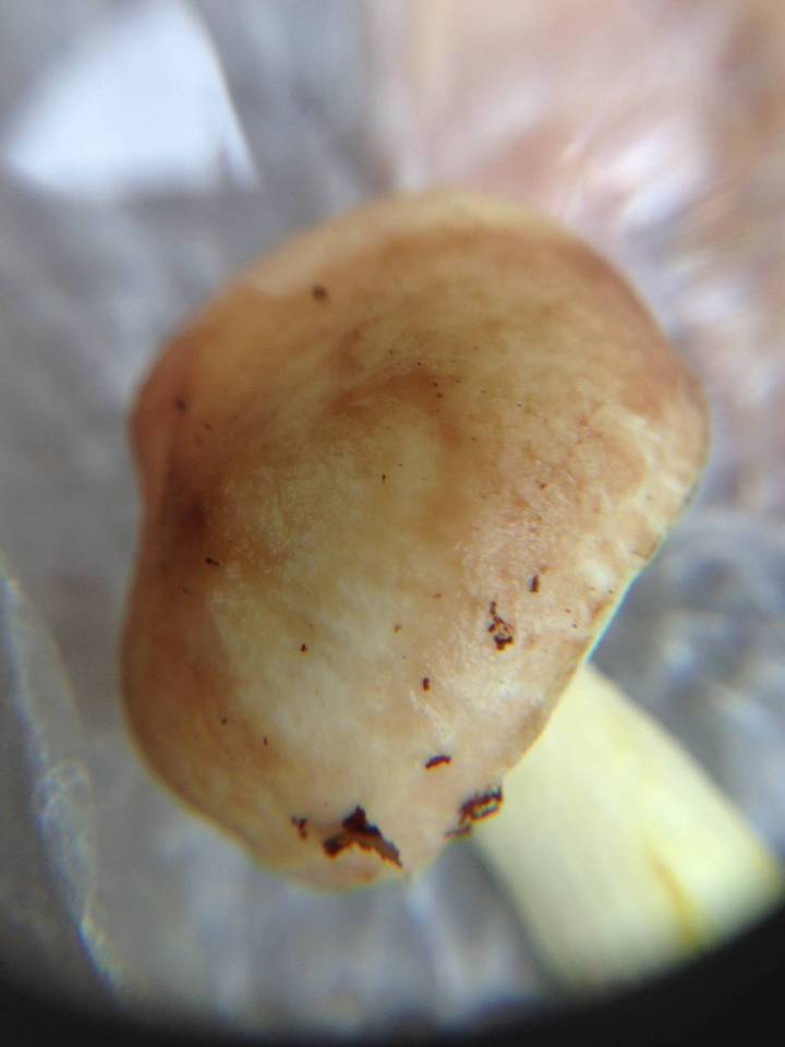 Suillus kunmingensis image